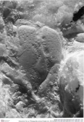 Historisches Foto von Tithopaguristes porosus (Fraaije et al., 2019) (NHMW-AFW-GEO-BACHMAYER-FOTO-1990-0041-1421)